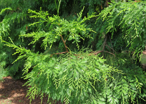 Cây Thông nàng. Dacrycarpus imbricatus - Cây Thuốc Nam Quanh Ta